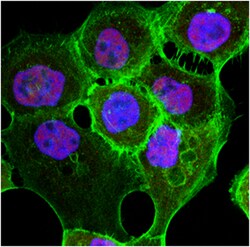 MilliporeSigma anti-Caspase 3, Polyclonal 50&mu;g, Unlabeled:Antibodies,